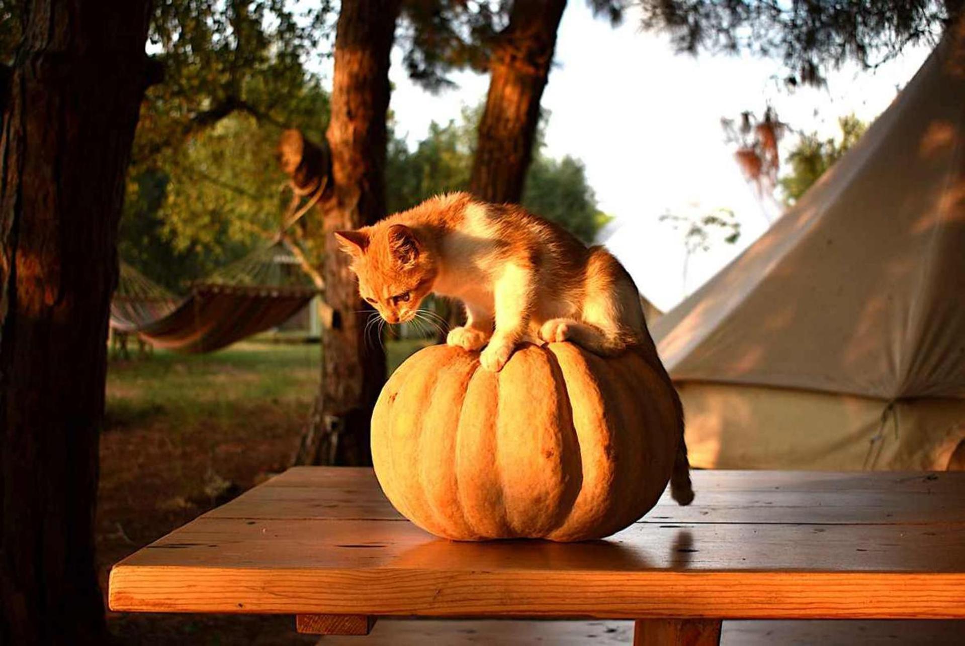 Glamping At A Lovely Tent In Skiaxtro- Marathopoli 빌라 외부 사진